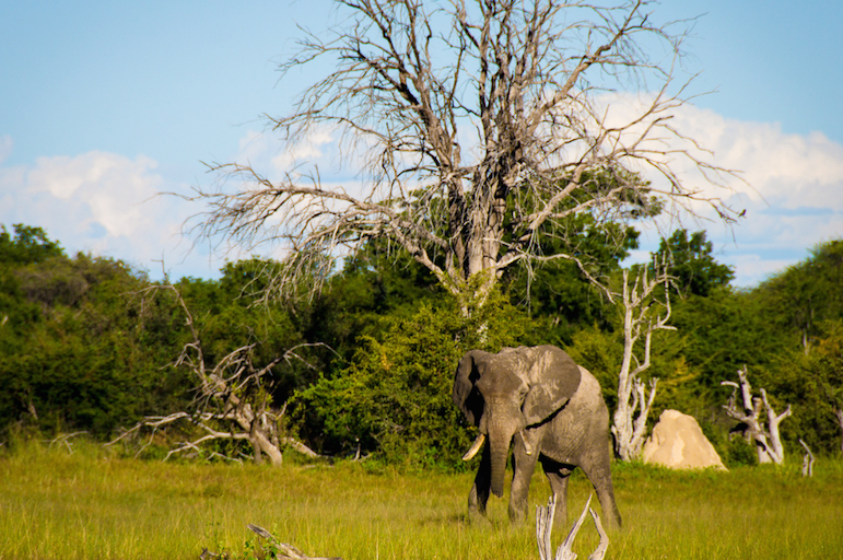 Zimbabwe Plans to Revive Tourism Industry